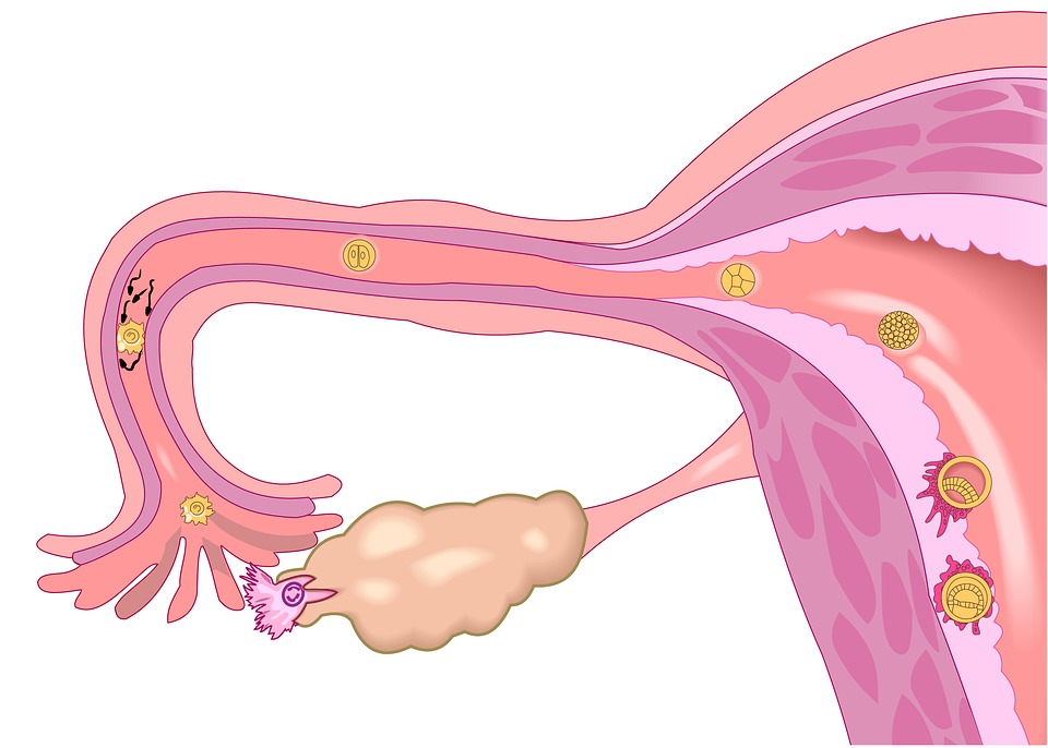 fertilization