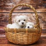 Important Factors to Consider When Buying a Dog
