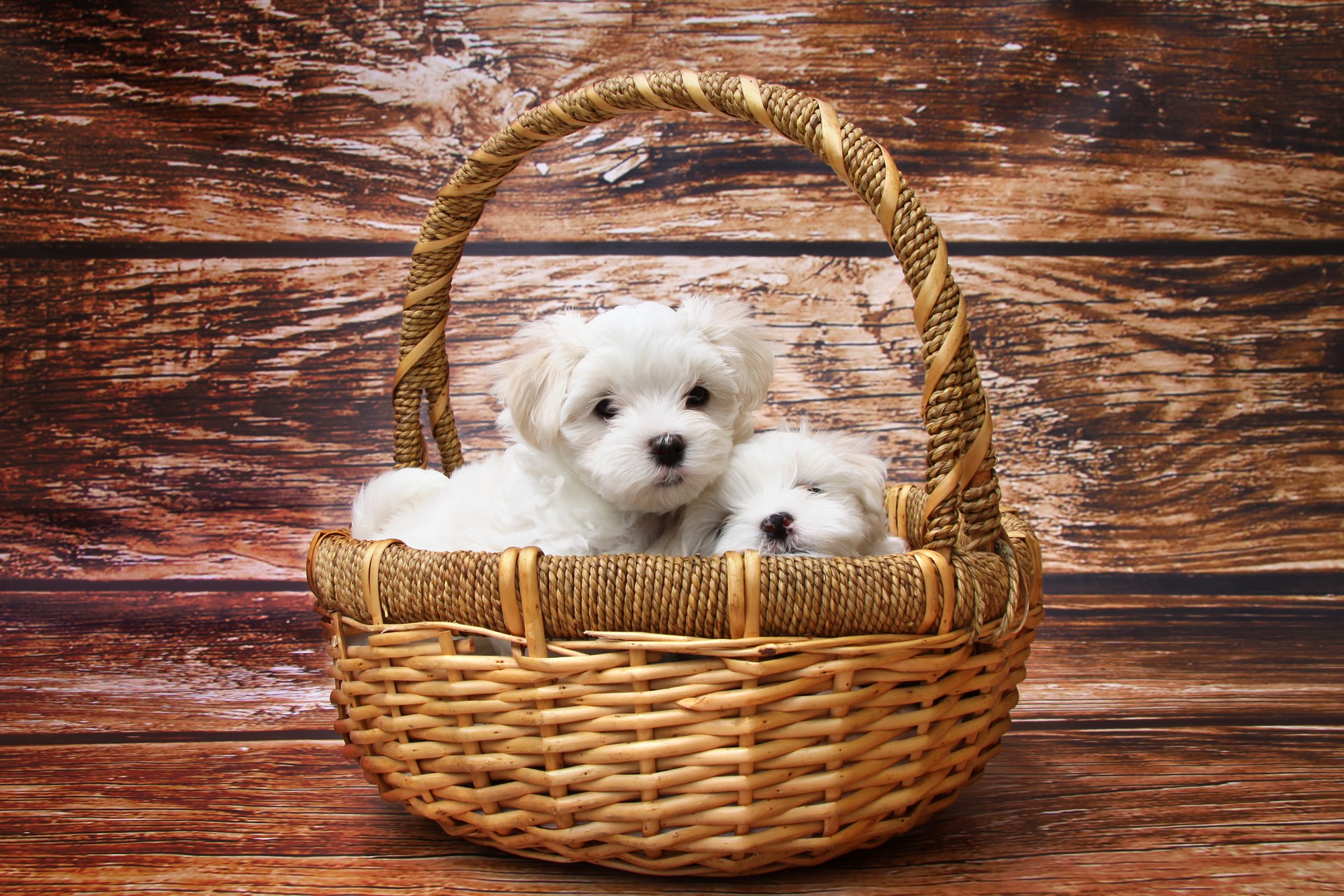 dogs in a basket