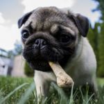 How to Choose the Right Dog Food