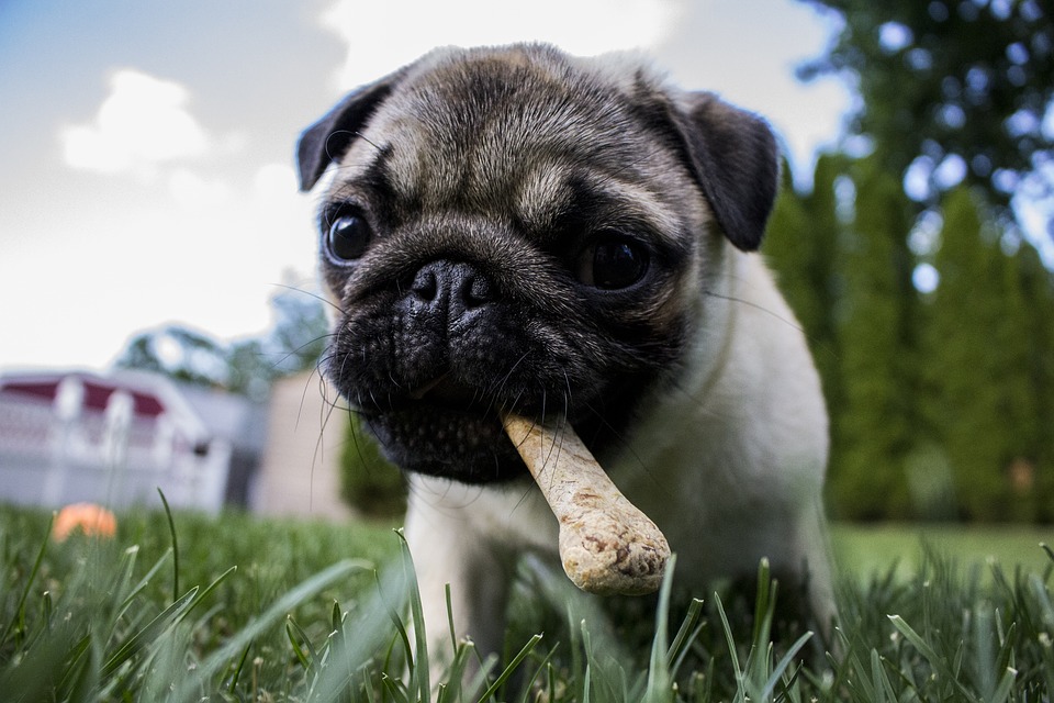 a puppy feeding